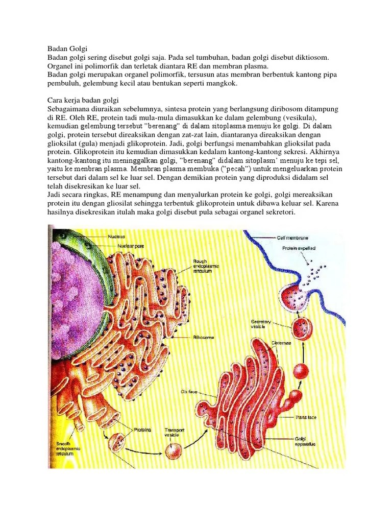Badan Golgi | PDF