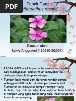 Bunga Tapak Dara | PDF