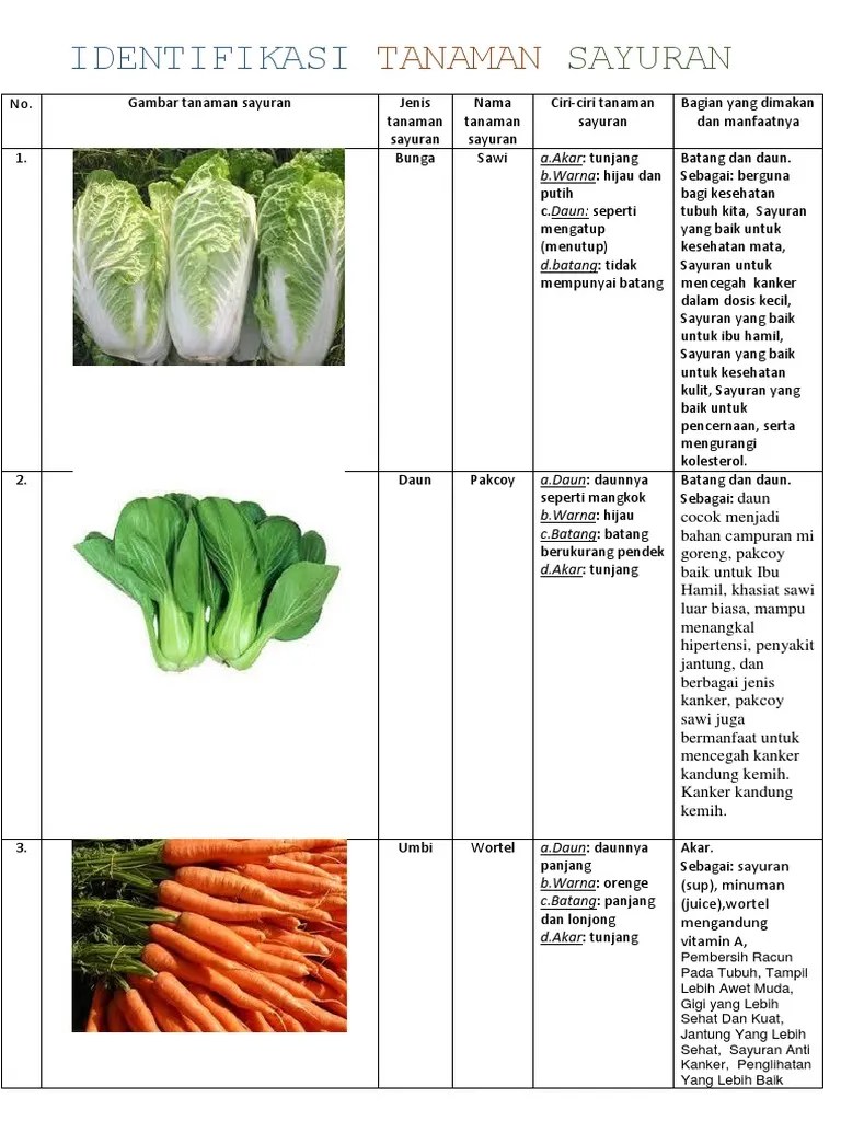 Identifikasi Tanaman Sayuran | PDF