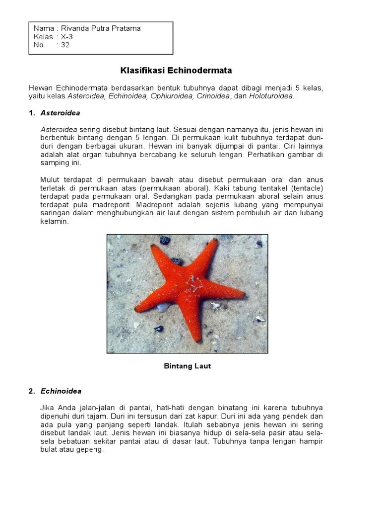 Klasifikasi Echinodermata | PDF