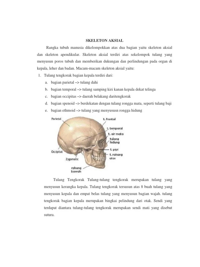 Skeleton Aksial | PDF