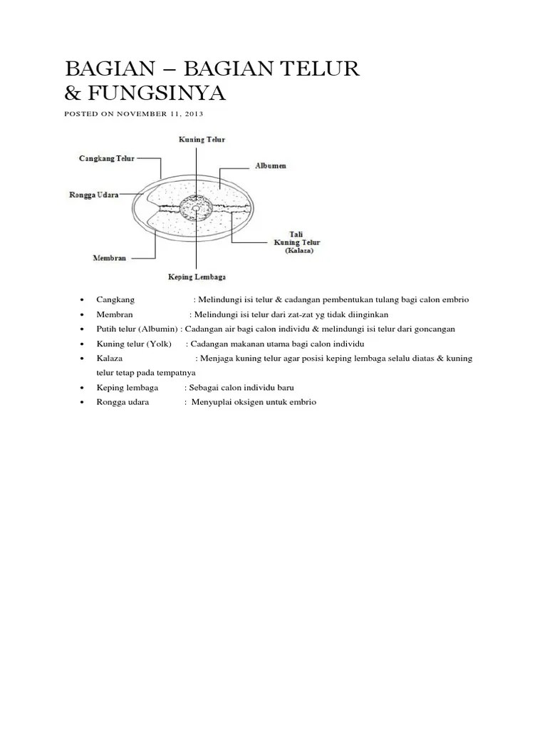 Bagian2 Telur | PDF