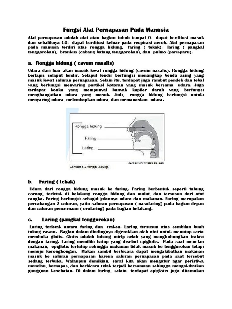 Fungsi Alat Pernapasan Pada Manusia | PDF