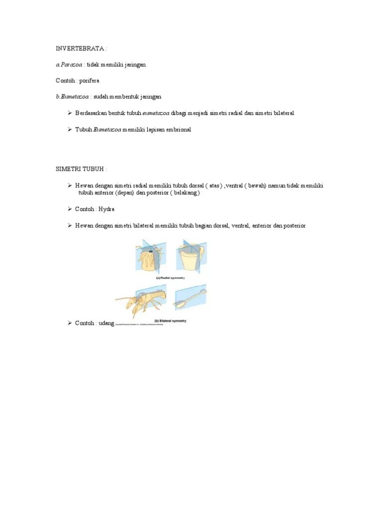 INVERTEBRATA: A.parazoa: Tidak Memiliki Jaringan | PDF