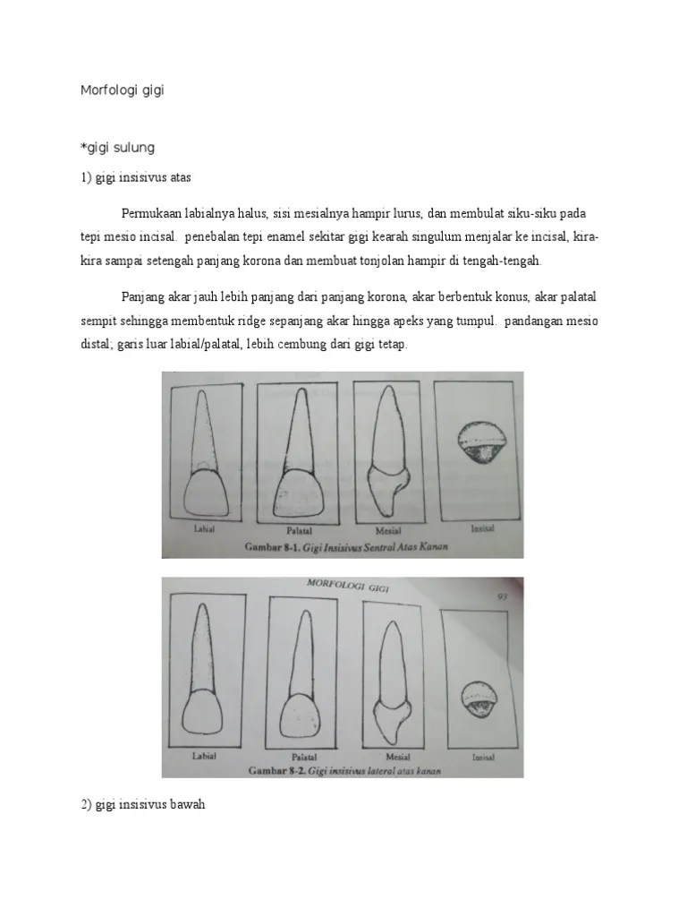 Morfologi Gigi Sulung | PDF