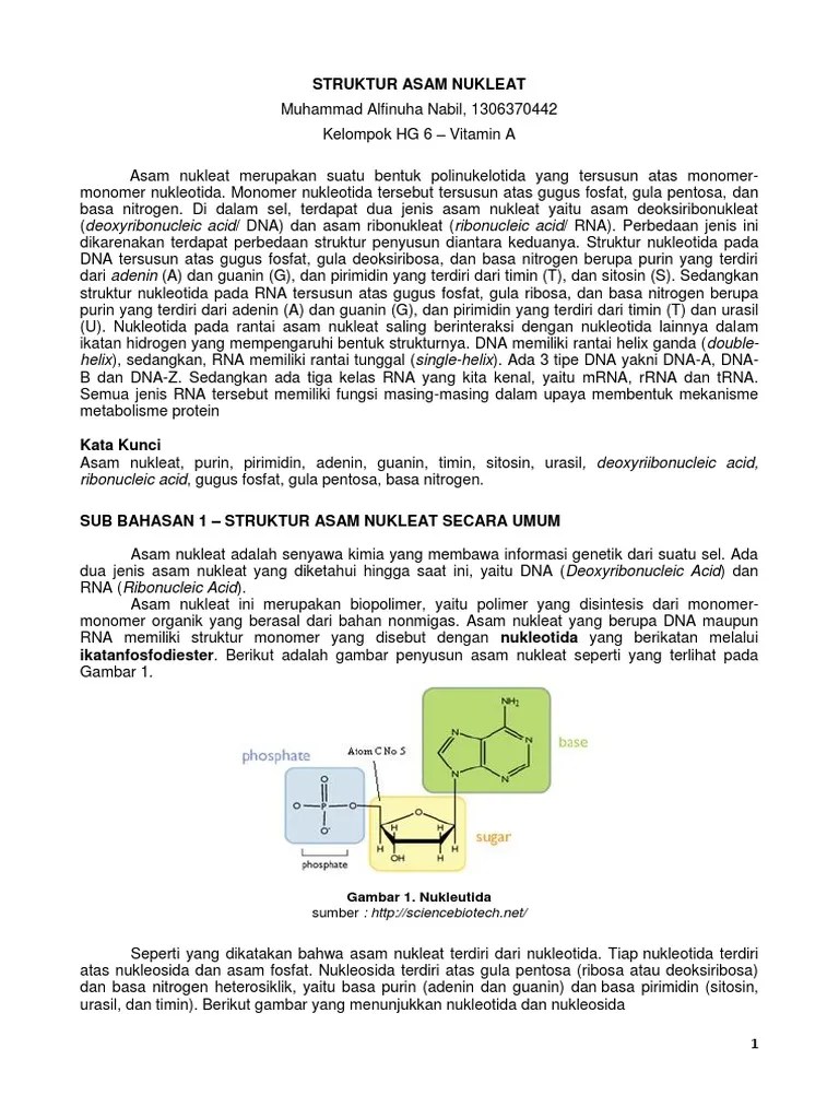 Struktur Asam Nukleat | PDF