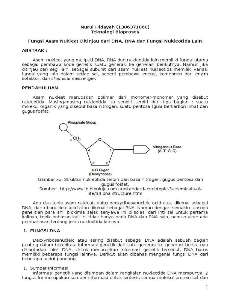 Fungsi Asam Nukleat | PDF