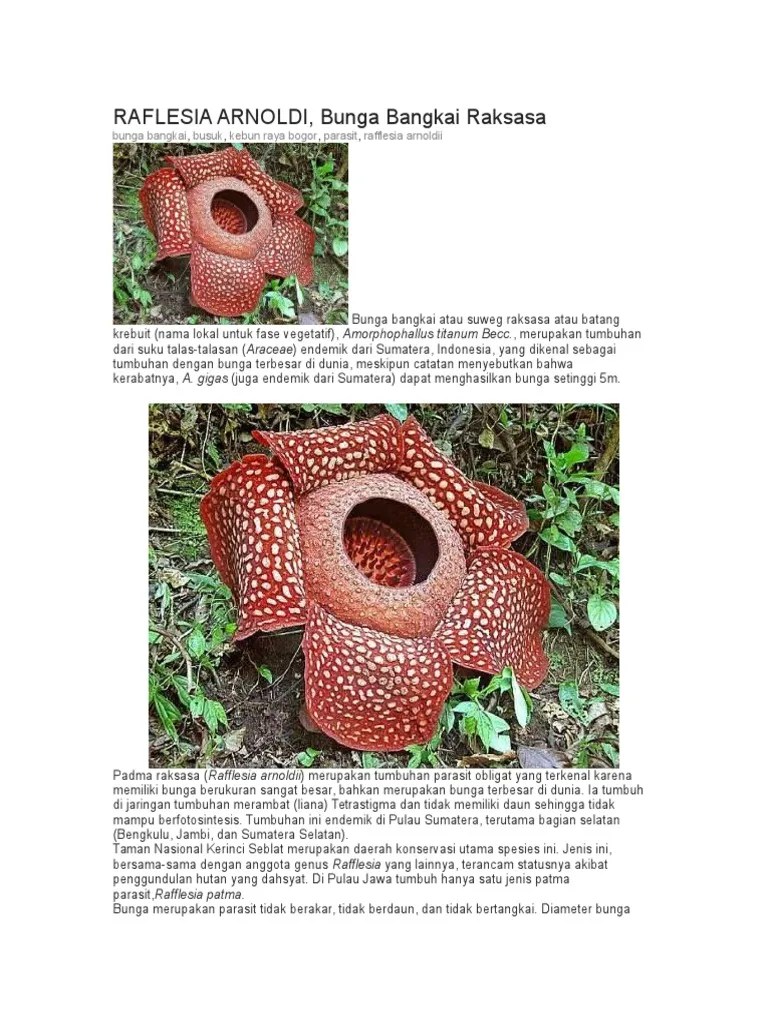 Kamis, 4 juli 2019 21:47 wib. Raflesia Arnoldi Pdf