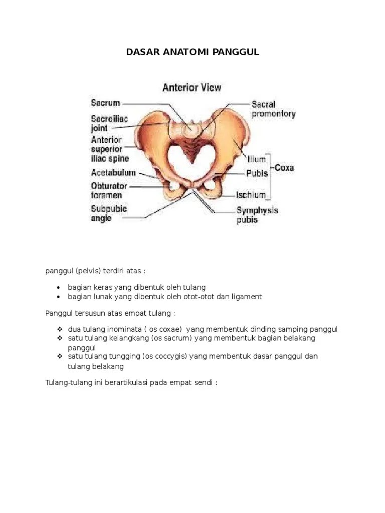 Resume Anatomi Panggul | PDF