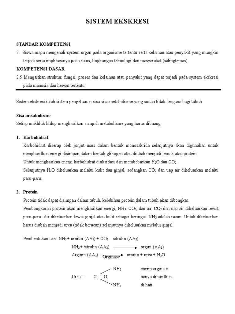 Sistem Ekskresi | PDF