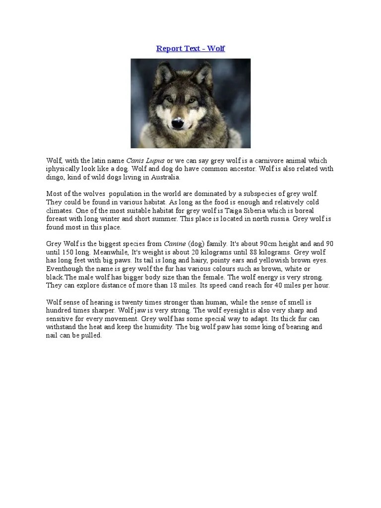 Report Text | PDF | Giraffe | Gray Wolf