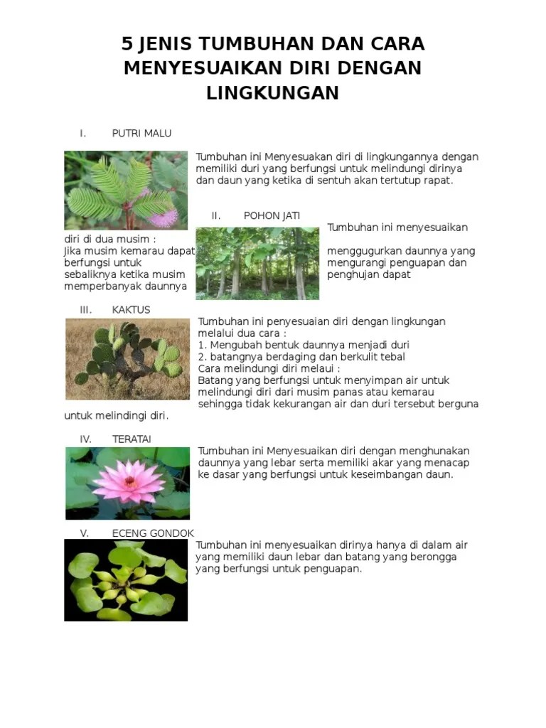 5 Jenis Tumbuhan Dan Cara Menyesuaikan Diri Dengan Lingkungan | PDF