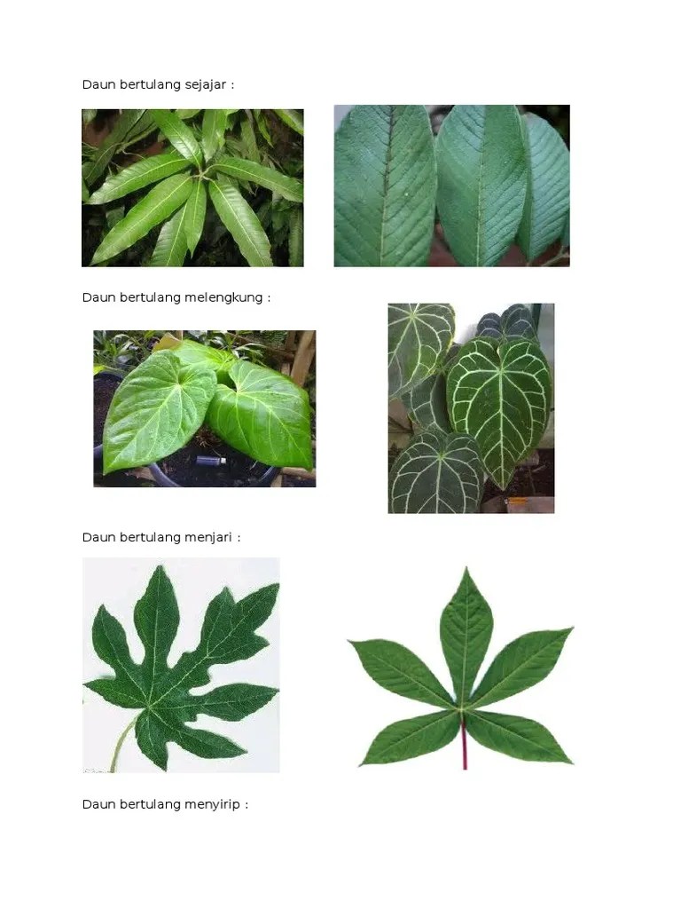 Daun Bertulang Sejajar | PDF