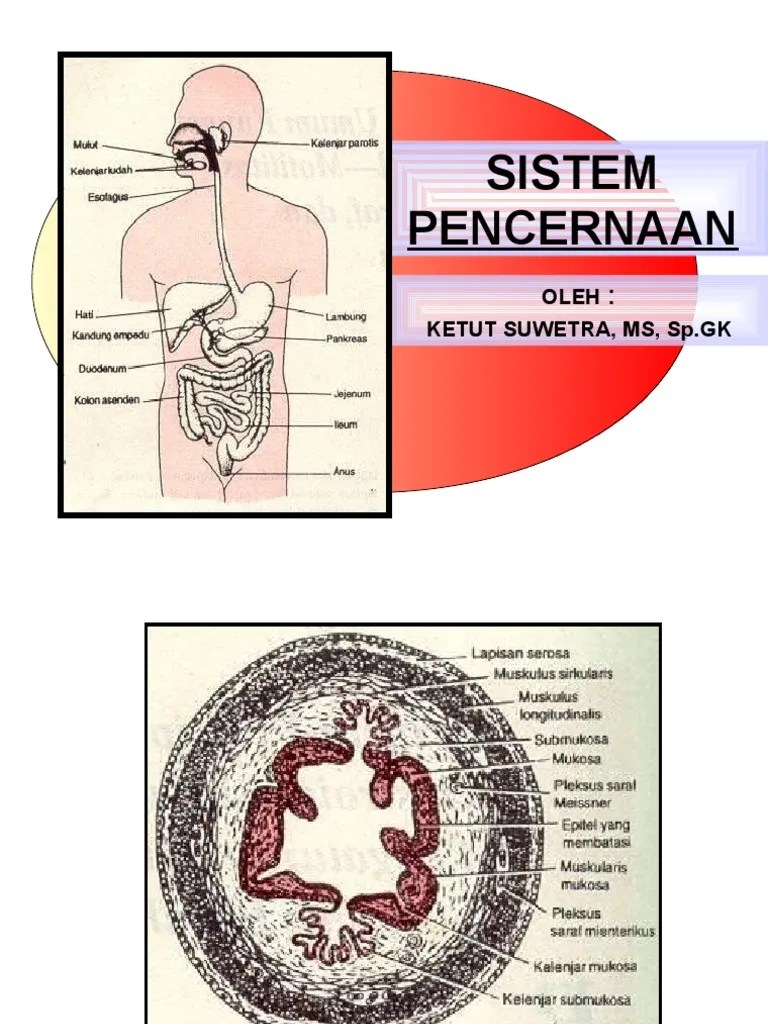 Sistem Pencernaanresbedah | PDF