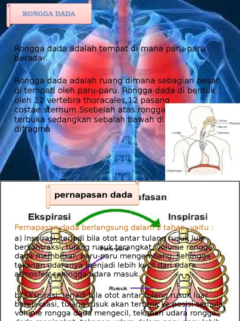 Anatomi (Rongga Dada Dan Pru2) | PDF