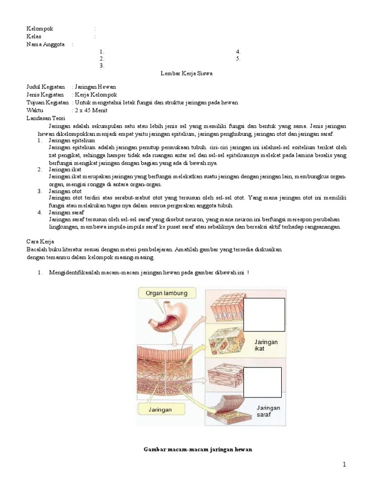 Didik (lkpd) berbasis discovery learning pada materi jaringan hewan. Lks 5 Jaringan Hewan Pdf