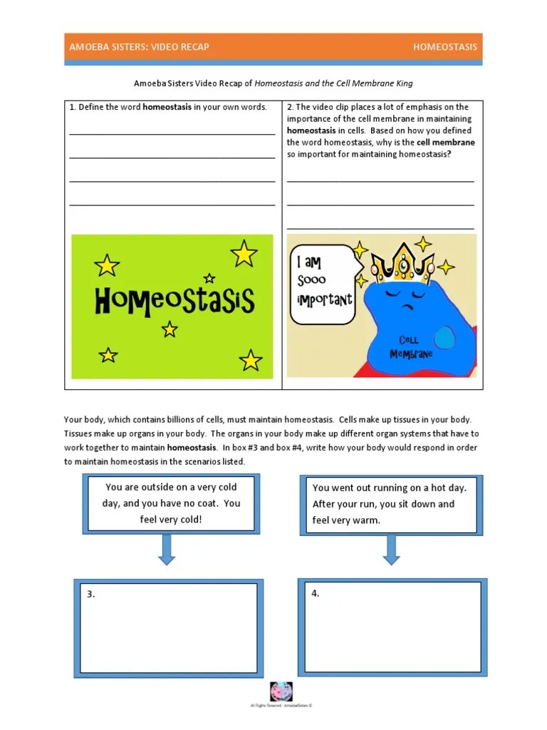 Body system organization begins with the cell. Video Recap Of Homeostasis And The Cell Membrane King By The Amoeba Sisters Pdf