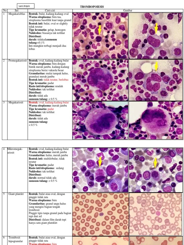 Identifikasi TROMBOPOIESIS | PDF
