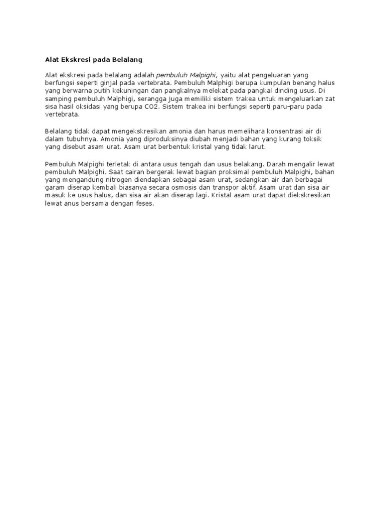 Alat Ekskresi pada Belalang.docx