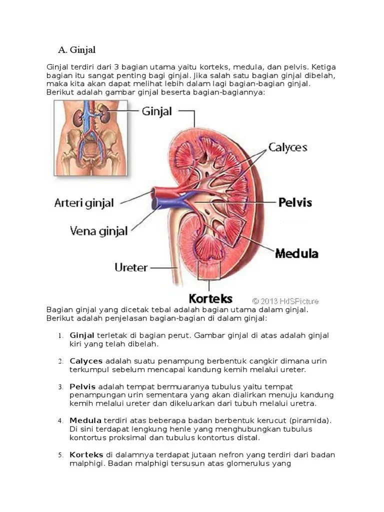 7 bagian bagian nefron ginjal fungsi serta gambarnya. Ginjal Pdf