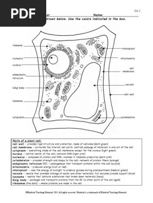 The diagram provided shows a basic outline of a plant cell. Plant Cell Color Page Worksheet And Quiz Ce Pdf Endoplasmic Reticulum Cell Nucleus