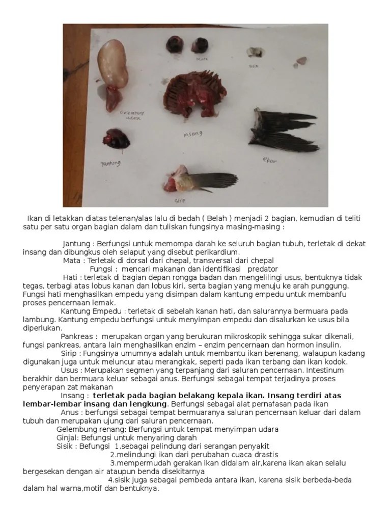 Morfologi dan klasifikasi ikan mas cyprinus caprio Gambar Bedah Ikan Pdf