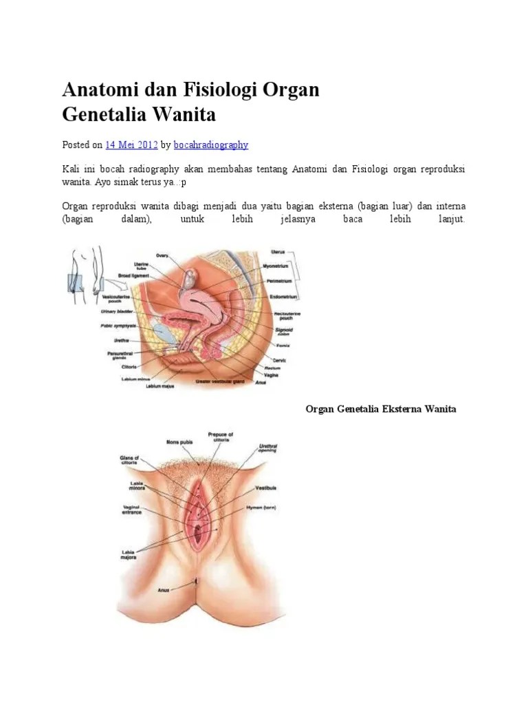 Anatomi Dan Fisiologi Organ Genetalia | PDF