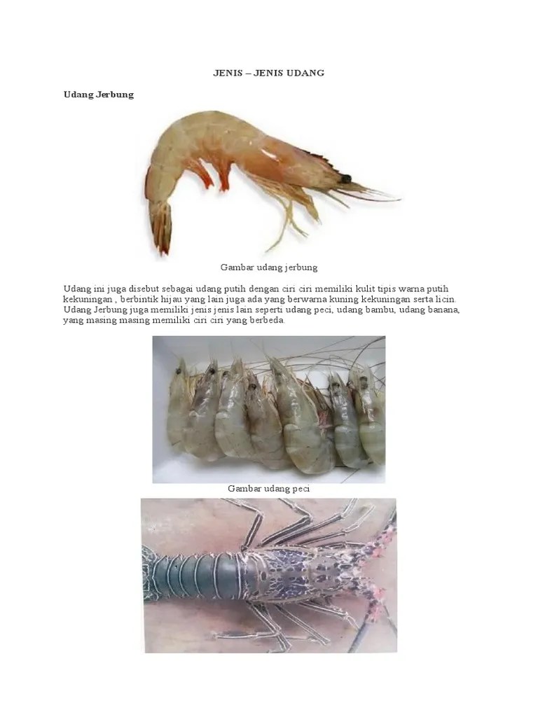 4 resep masakan udang ala restoran yang bisa dibikin di rumah . Jenis Pdf