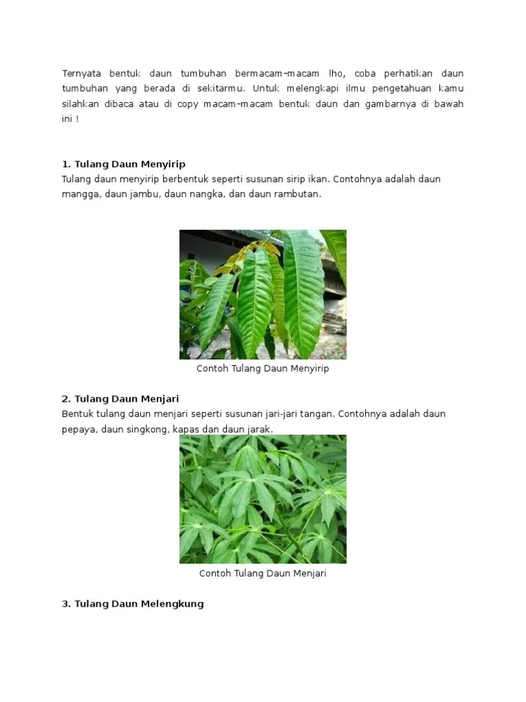 35+ Ide Gambar Tulang Daun Menyirip Menjari Dan Sejajar - Victoria Melani  Blog