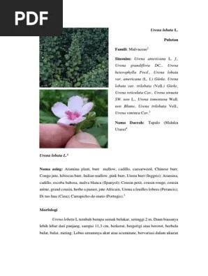 Urena Lobata L. - Laporan Kuliah Lapangan Kimia Bahan Alam II | PDF