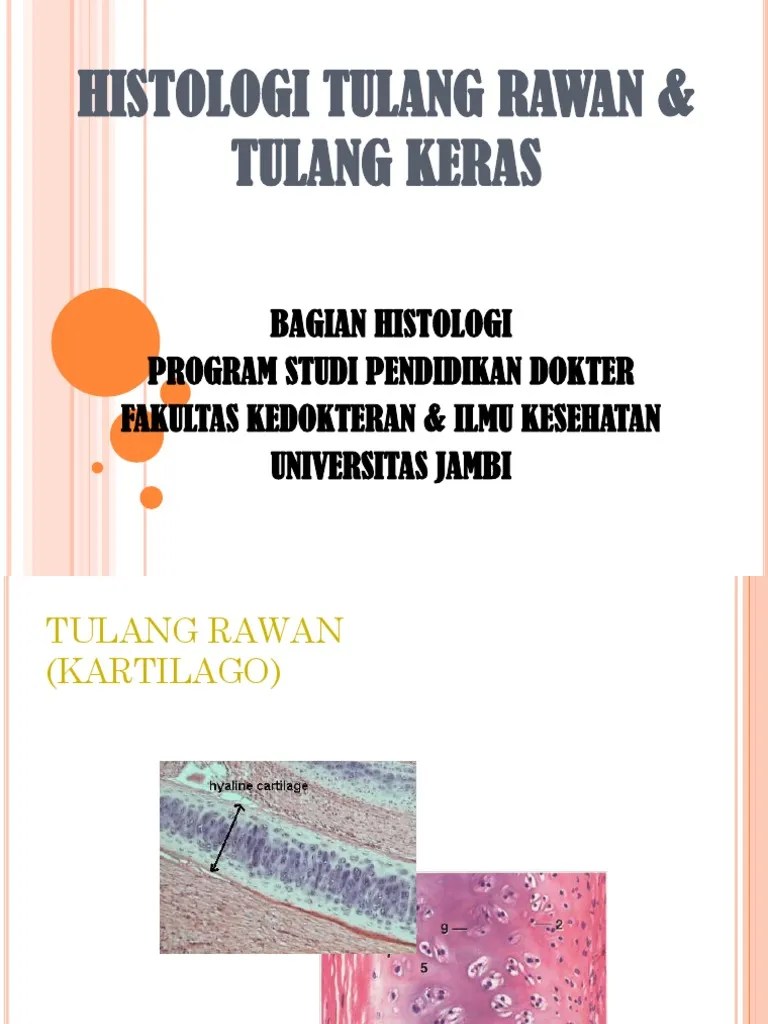 Histologi Tulang Keras &amp; Rawan 2015 | PDF