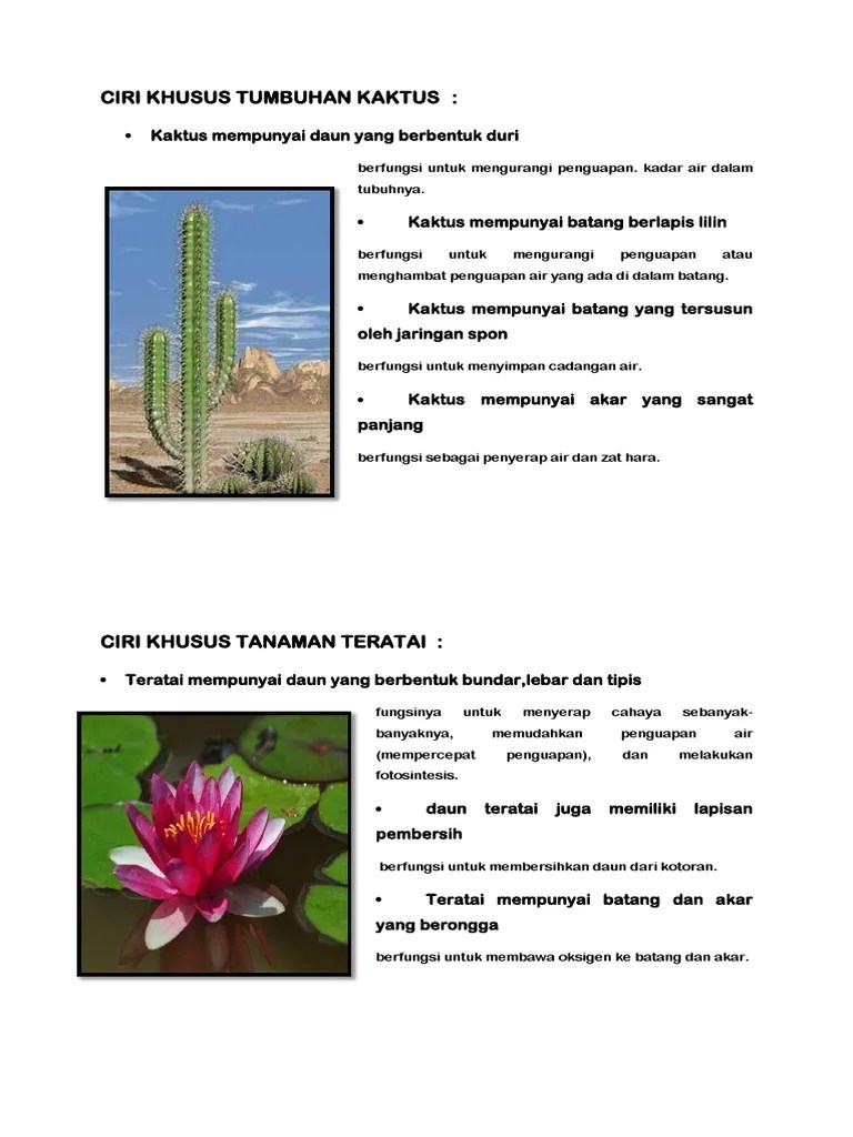 Tugas Adek Lagi | PDF