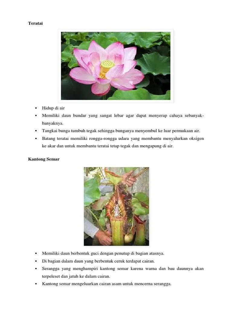 Ciri Tumbuhan Khusus2017 | PDF