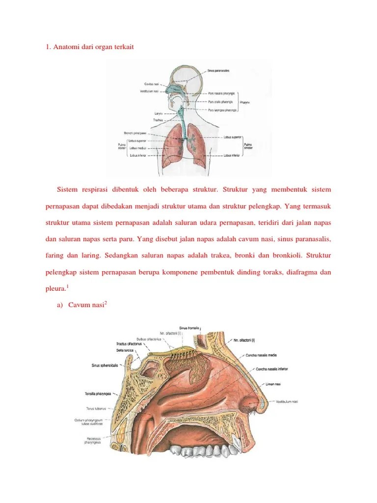 Struktur Yang Bermuara Pada Meatus Nasi Superior