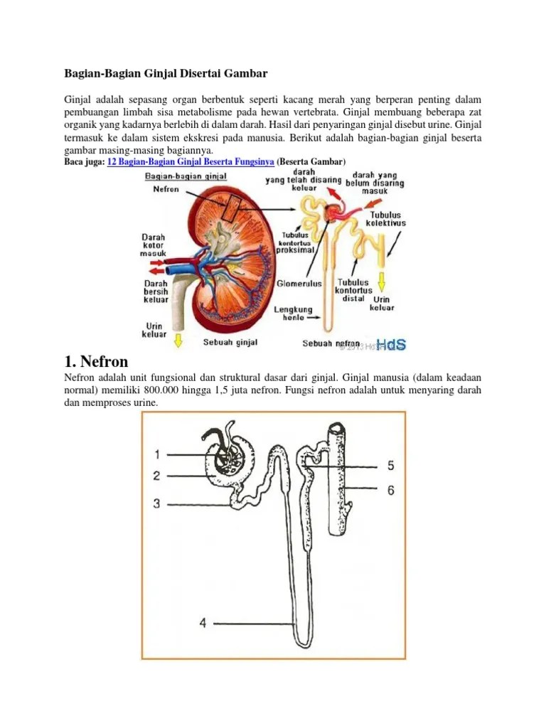 76 Gambar Nefron Ginjal Beserta Bagiannya Terbaik - Gambar Pixabay