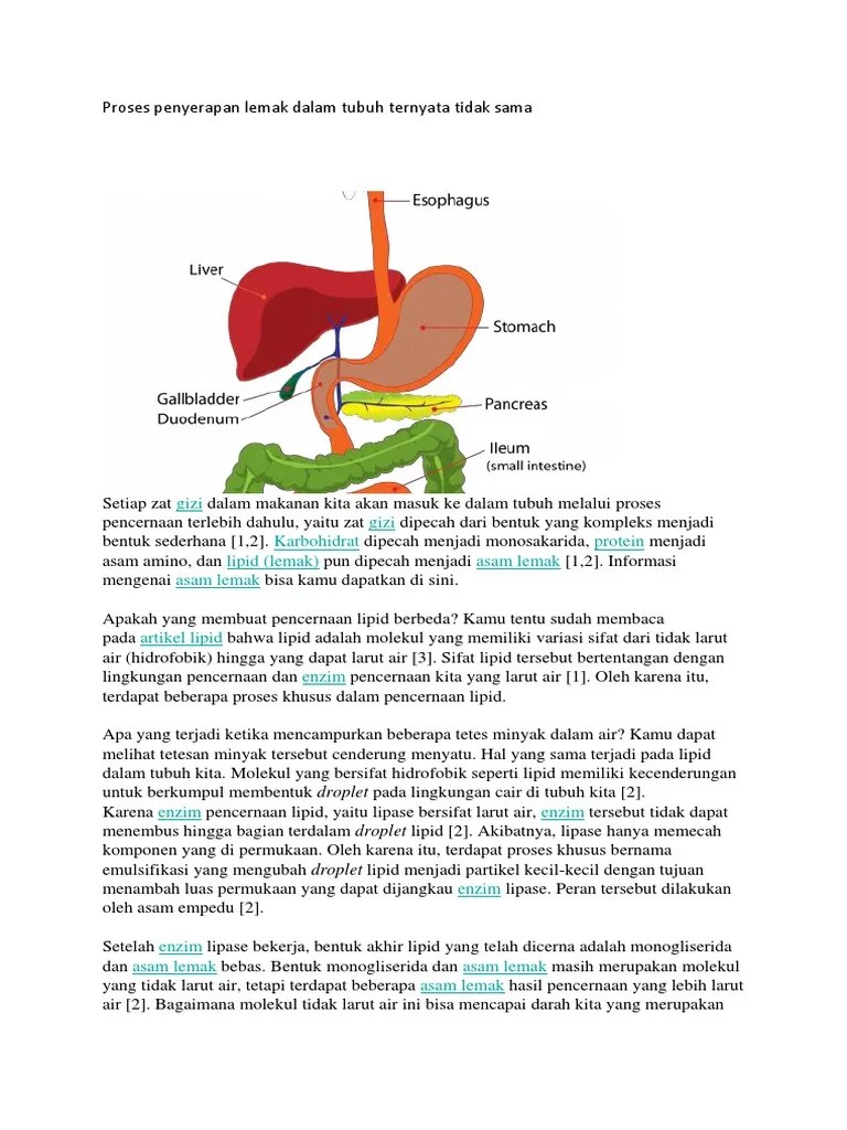 Materi 4 Proses Penyerapan Lemak Dalam Tubuh Ternyata Tidak Sama | PDF