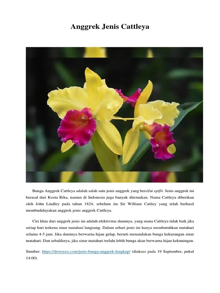 Anggrek Dendrobium Bersifat Epifit Artinya