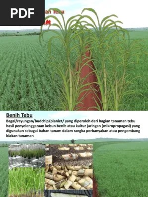 5 Budidaya Tebu Pembibitan 2016 2017 | PDF