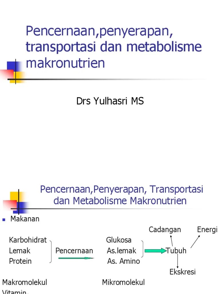 Pencernaan, Penyerapan, Transportasi Dan Metabolisme Makronutrien | PDF