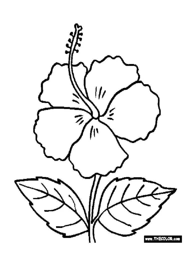 Sketch Bunga Raya Drawing - Detail How To Draw Flower Hibiscus Cara Menggambar Bunga Raya Oil Pastel Tutorial Youtube
