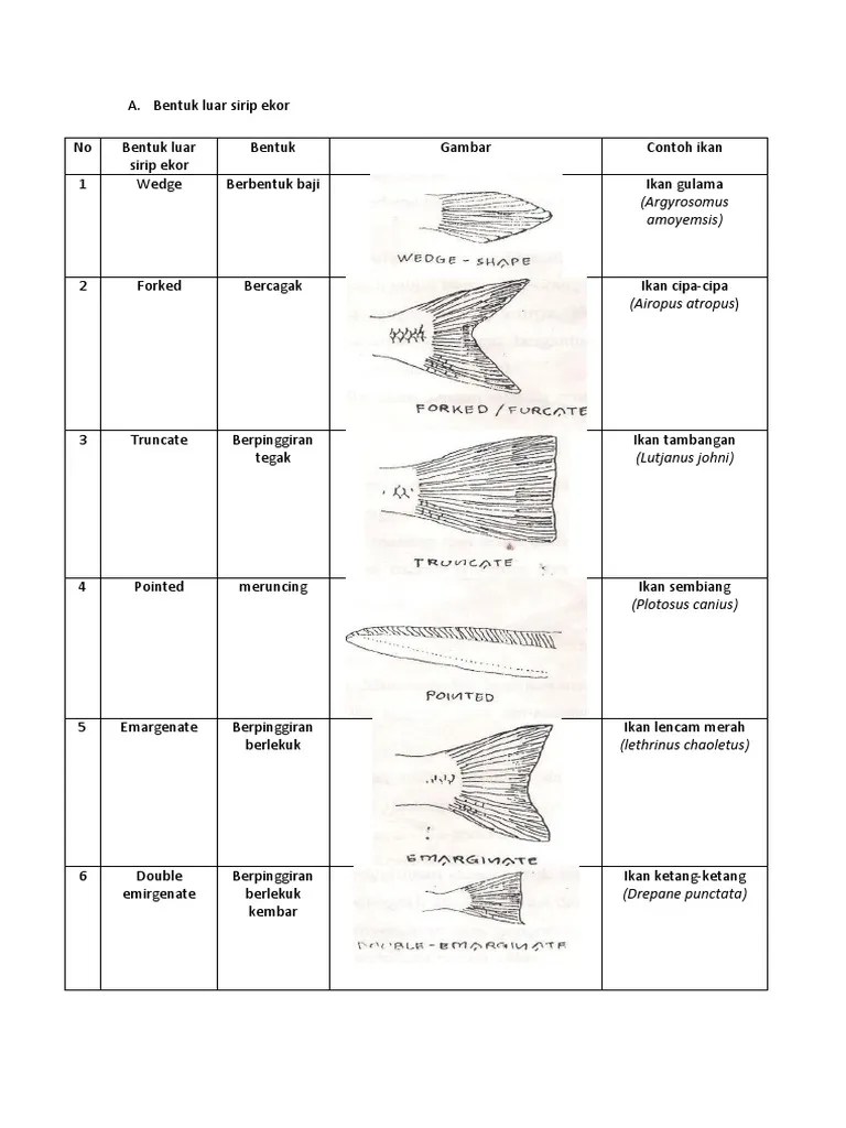 Bentuk Luar Sirip Ekor | PDF