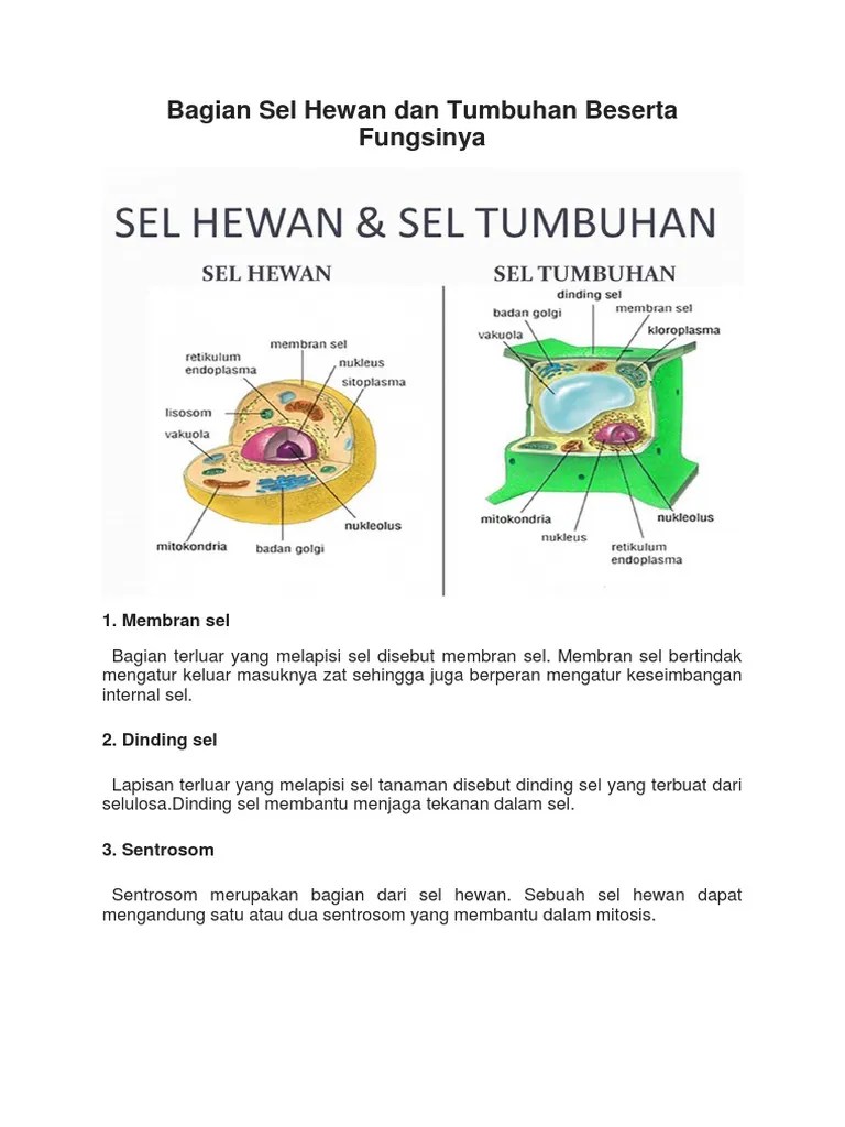 Bagian Sel Hewan Dan Tumbuhan Beserta Fungsinya | PDF