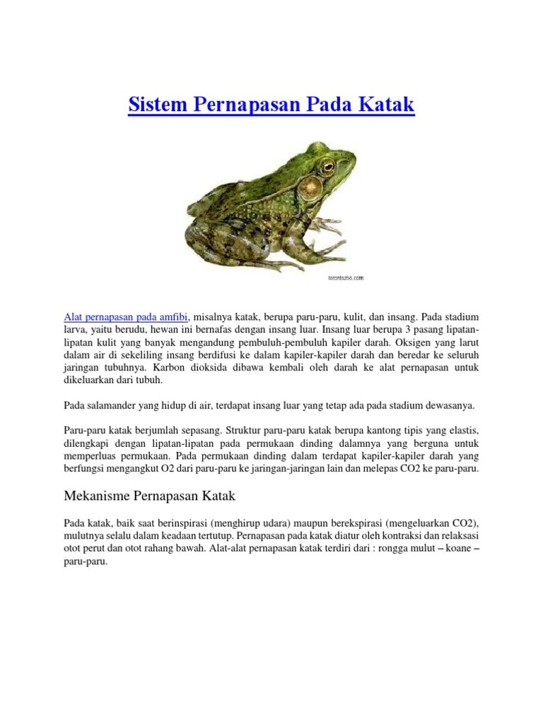 Sistem Pernapasan Pada Katak | PDF