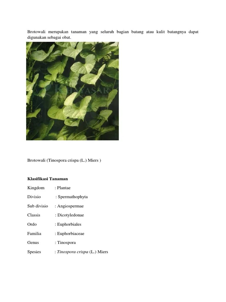 Brotowali Bahan | PDF