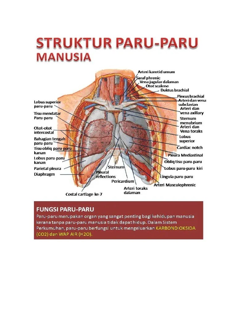 Pengertian Paru | PDF