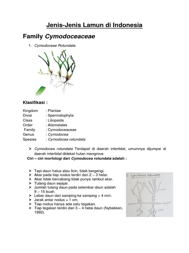 13 Jenis Lamun Yang Berada Di Indonesia | PDF