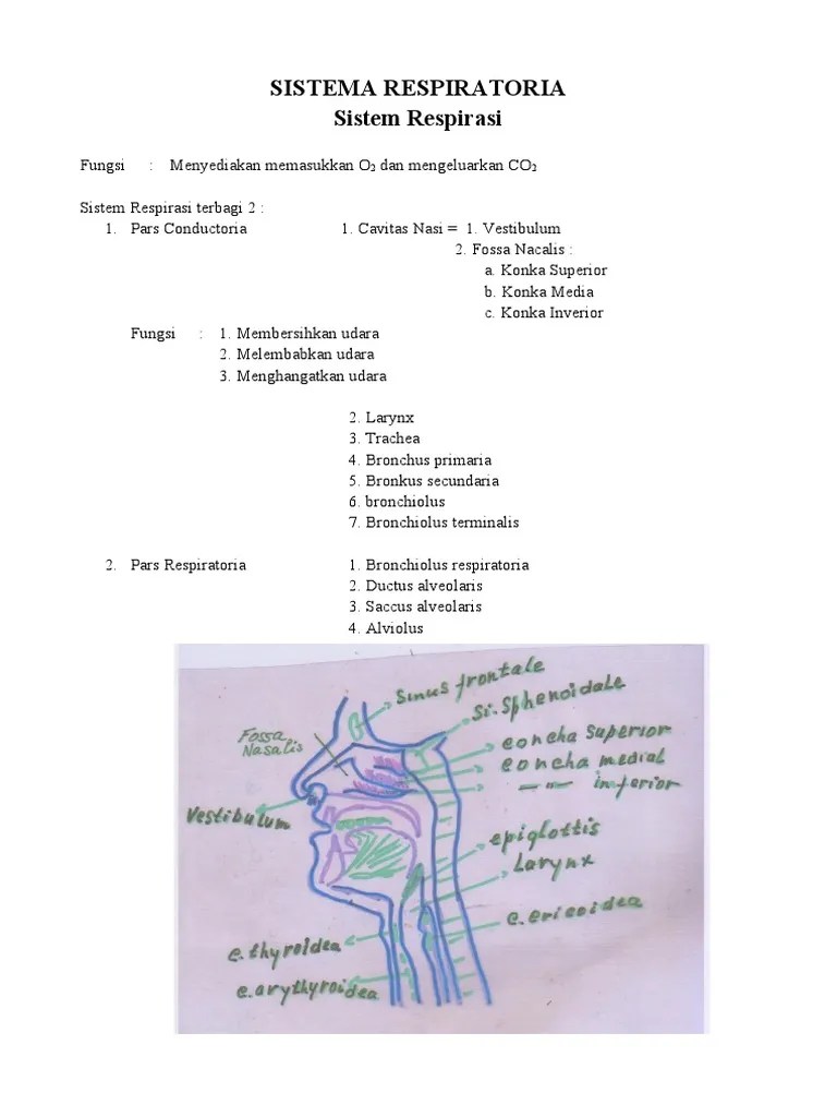 Sistema Respiratoria | PDF
