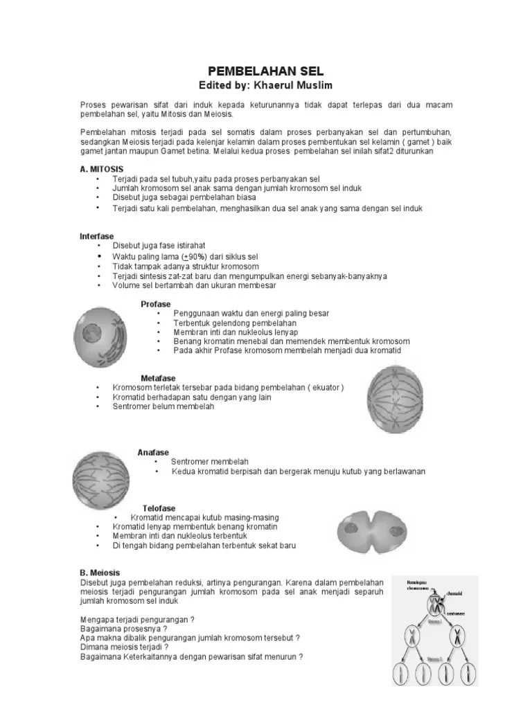 Pembelahan Sel Mitosis Dan Meiosis | PDF