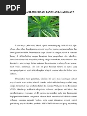 Pohon cendana merupakan jenis pepohonan yang mempunyai banyak manfaat diantaranya yaitu . Contoh Laporan Hasil Observasi Tanaman Hias Kumpulan Contoh Laporan