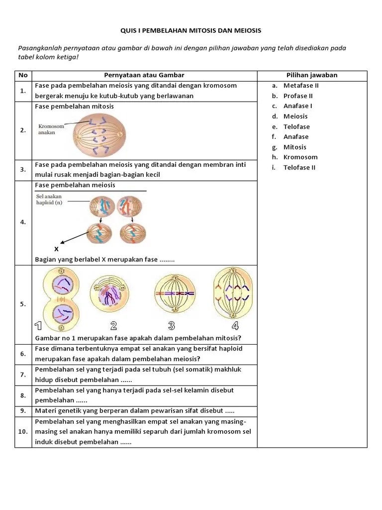 Anafase I Meiosis